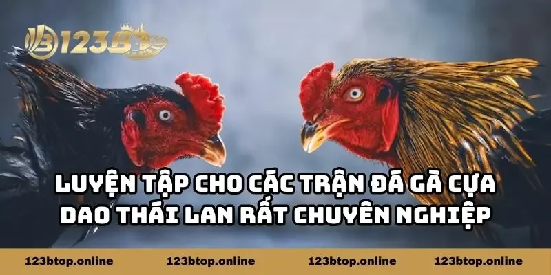 Luyện tập cho các trận đá gà cựa dao Thái Lan rất chuyên nghiệp