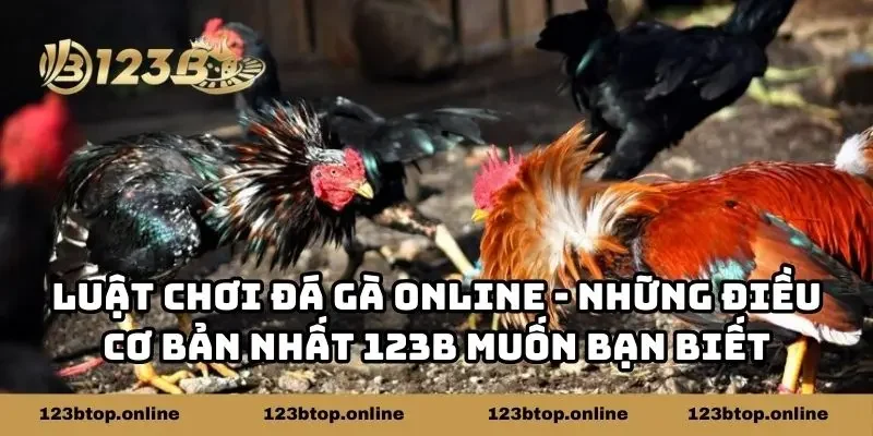 Luật Chơi Đá Gà Online - Điều Cơ Bản 123B Muốn Bạn Biết