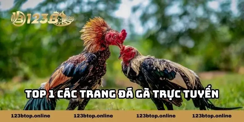Top 1 các trang đá gà trực tuyến