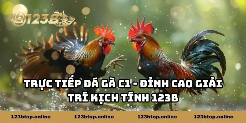 Trực Tiếp Đá Gà C1 - Đỉnh Cao Giải Trí Kịch Tính 123B